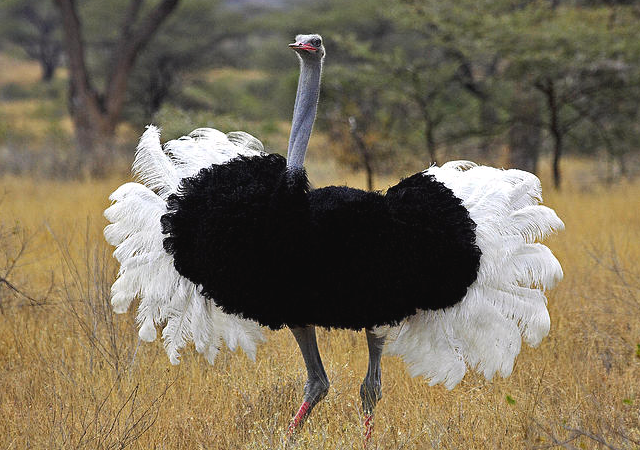 Необычное животное бегает по Питеру