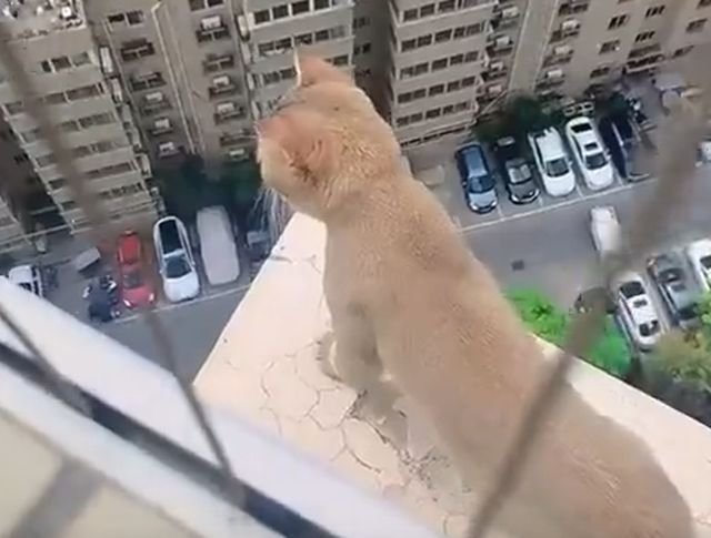 кот вылез на крышу