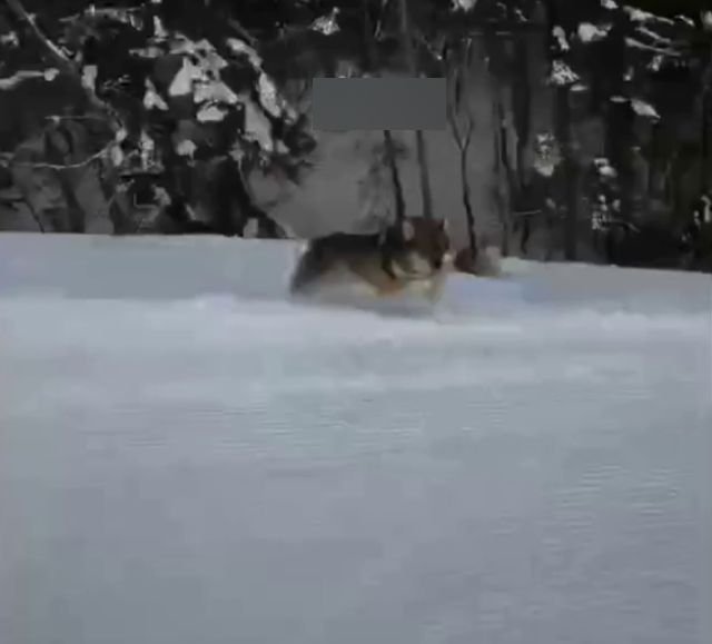 Волк погнался за сноубордистом
