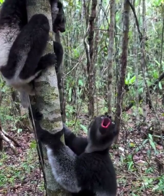 лемур индри