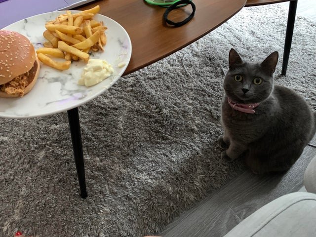 животные клянчат еду