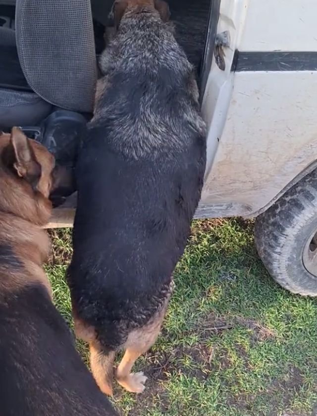 собака лезет в машину