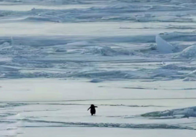 Пингвин, который понял жизнь