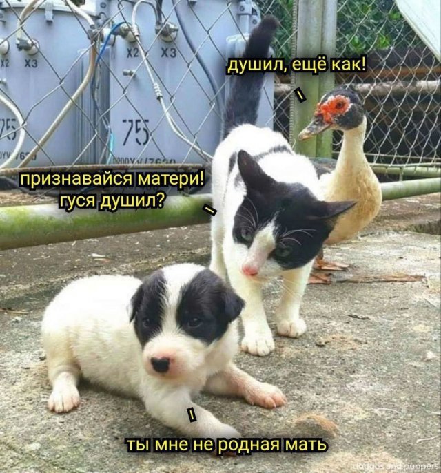 Смешные мемы - 28.01.2026