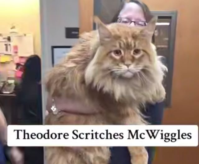 большой мейн-кун