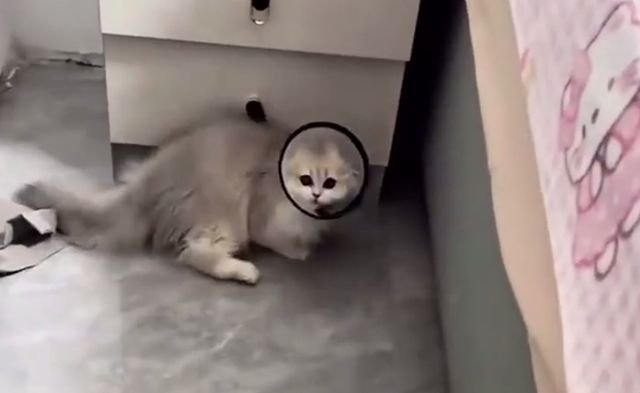 смешной кот