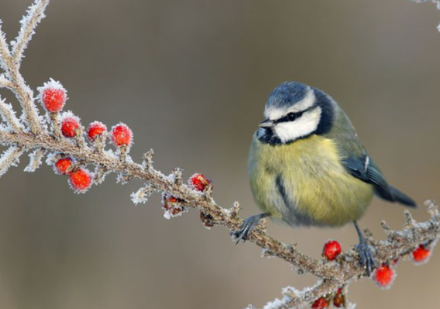 Дрессированная синица Кристина