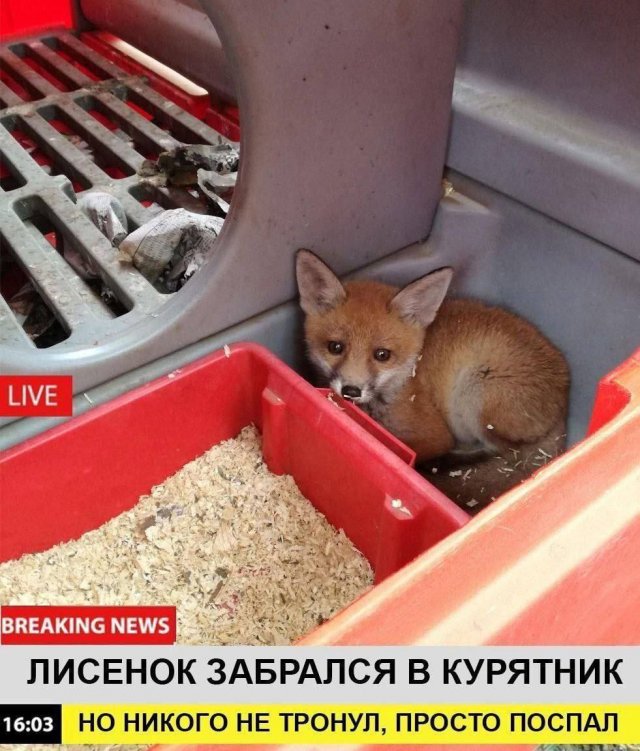 Лучшие шутки и мемы из Сети - 29.01.2026