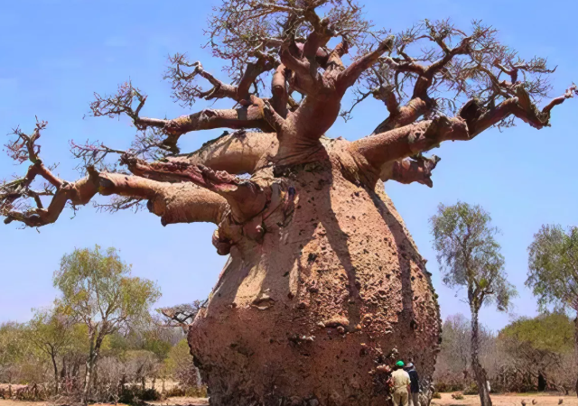 В США взрываются деревья