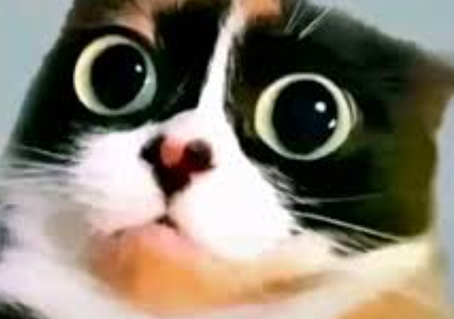 Приставы могут забрать вашего кота