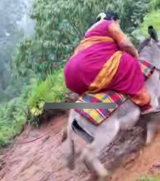 катания на ослах