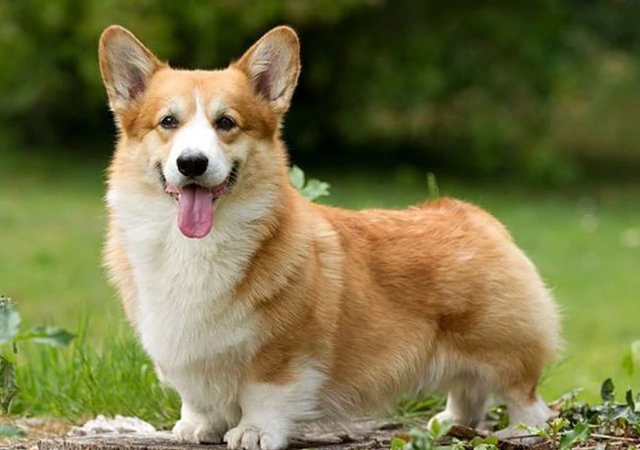 Корги - стрелок