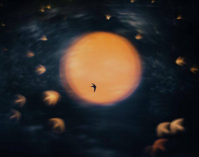 Победители Nature Photographer of the Year