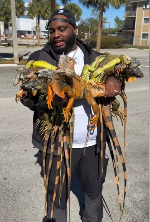 Тысячи игуан во Флориде разбросаны по улицам