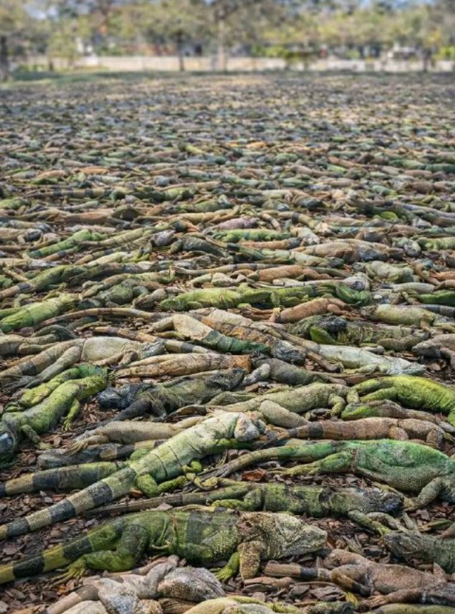 Тысячи игуан во Флориде разбросаны по улицам