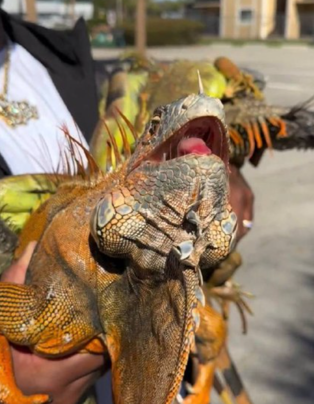 Тысячи игуан во Флориде разбросаны по улицам