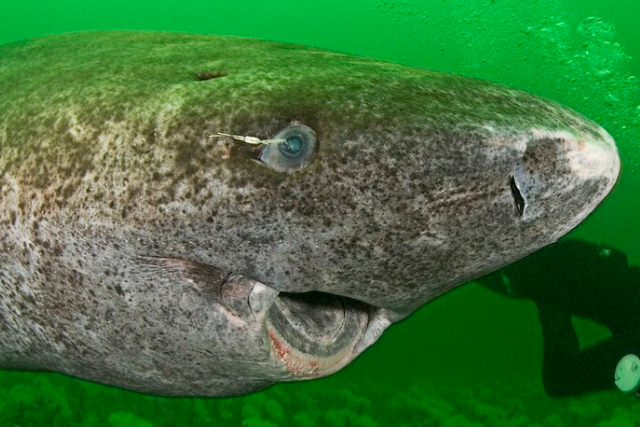 Самое старое животное