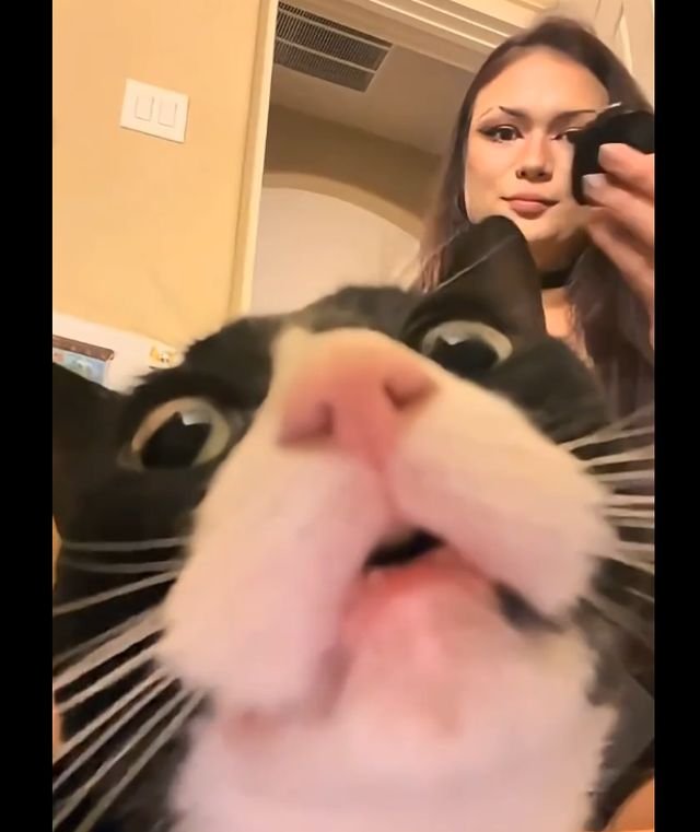 подборка видео с котами