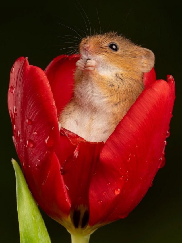 Евразийская мышь-малютка - самый миниатюрный грызун в мире