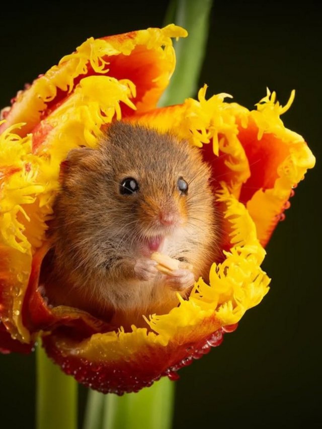 Евразийская мышь-малютка - самый миниатюрный грызун в мире