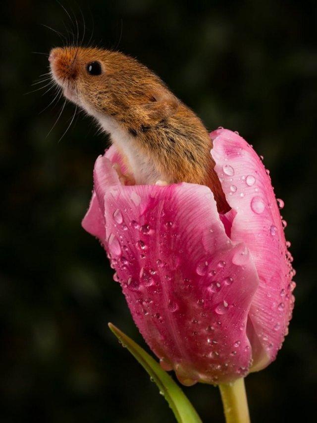 Евразийская мышь-малютка - самый миниатюрный грызун в мире