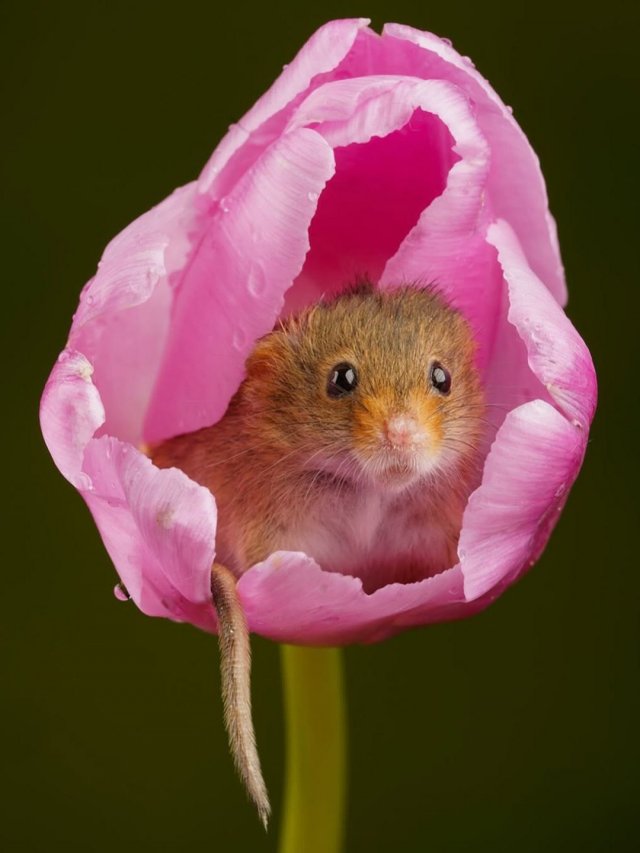 Евразийская мышь-малютка - самый миниатюрный грызун в мире