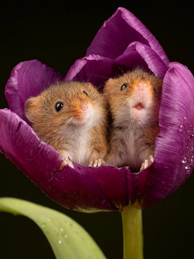 Евразийская мышь-малютка - самый миниатюрный грызун в мире