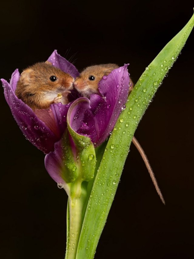 Евразийская мышь-малютка - самый миниатюрный грызун в мире