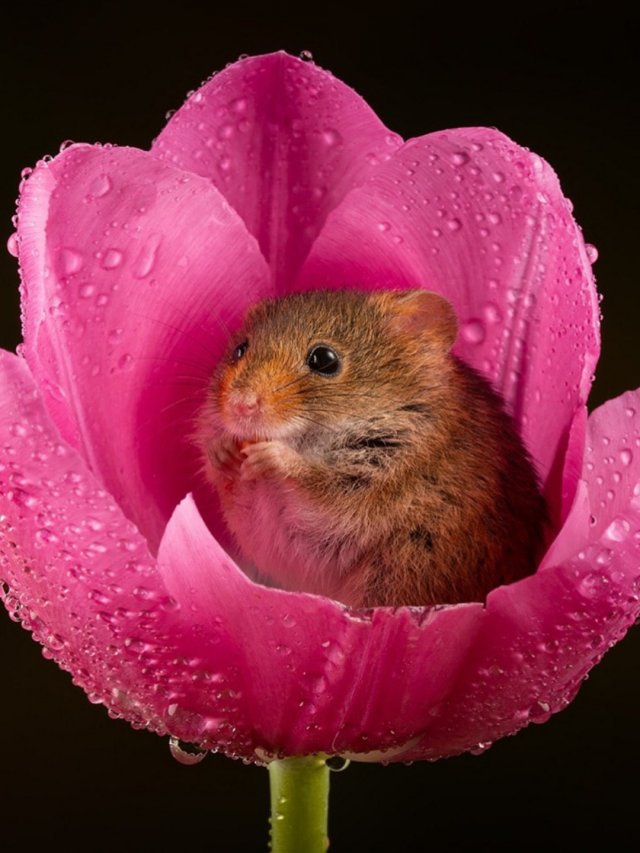 Евразийская мышь-малютка - самый миниатюрный грызун в мире