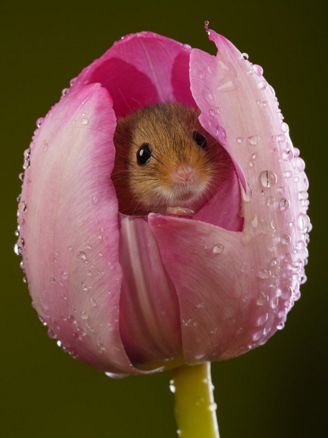 Евразийская мышь-малютка - самый миниатюрный грызун в мире