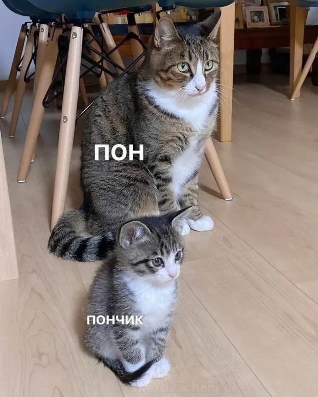 Смешные мемы - 04.02.2026