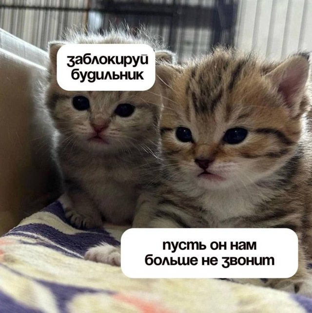 Смешные мемы - 04.02.2026