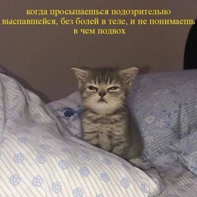 Смешные картинки - 04.02.2026