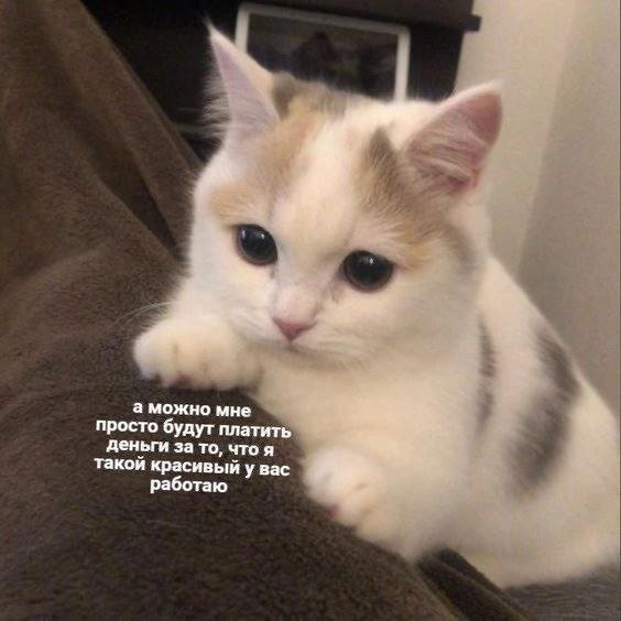 Смешные картинки - 04.02.2026