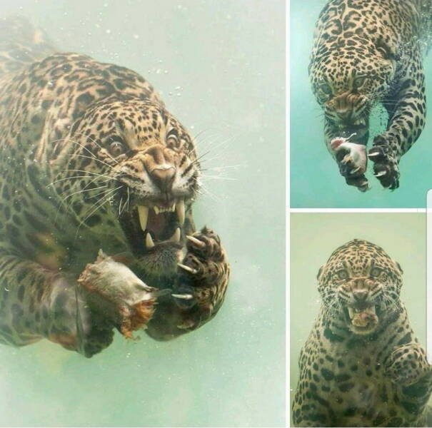 Подборка картинок. Вечерний выпуск - 04.02.2026