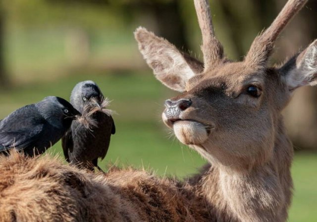 Подборка картинок. Вечерний выпуск - 04.02.2026