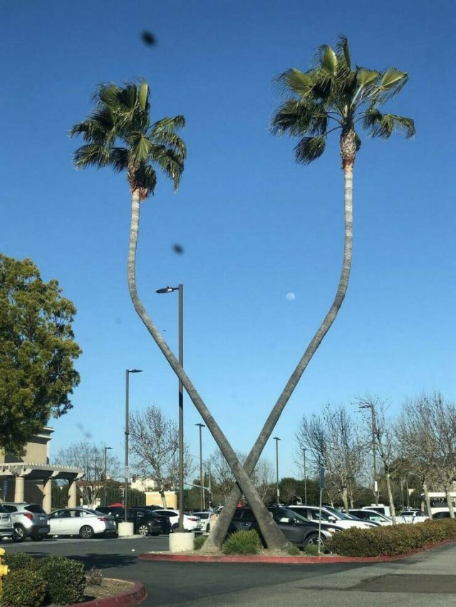 Подборка картинок. Вечерний выпуск - 04.02.2026