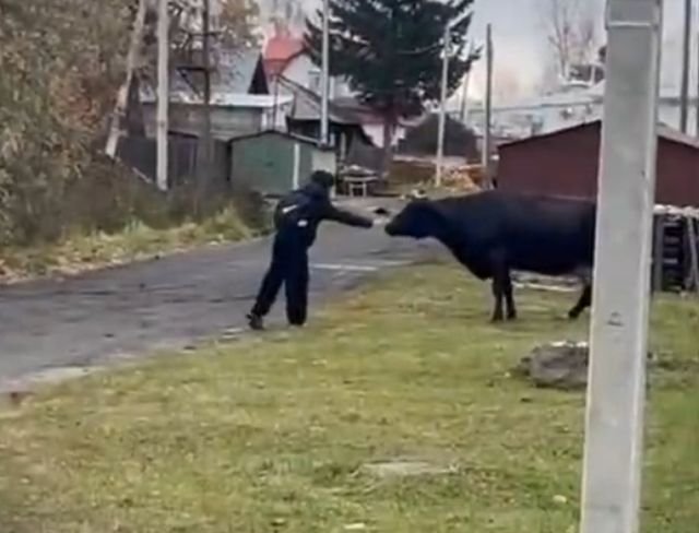 бык атакует