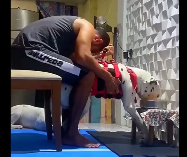 собака после паралича