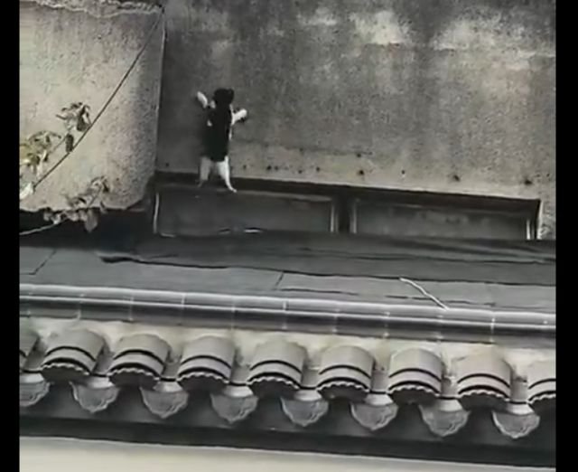 кошачья семья