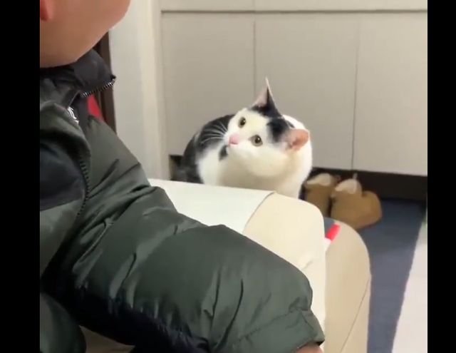 передразнивание кота