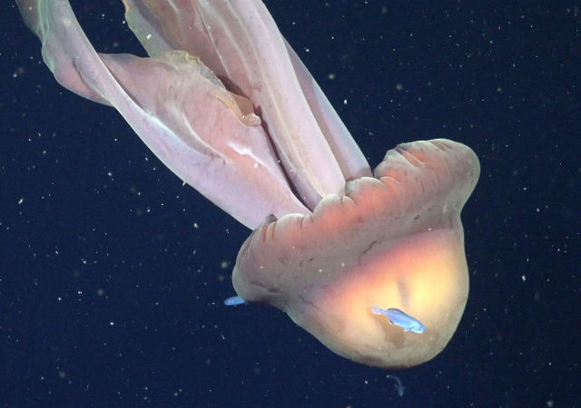 Огромная медуза