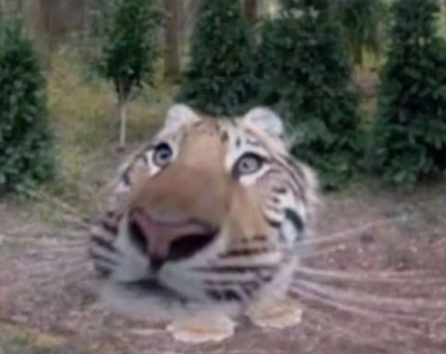 Фотографии из леса