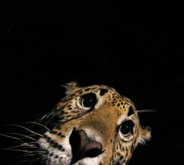 Фотографии из леса