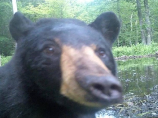 Фотографии из леса