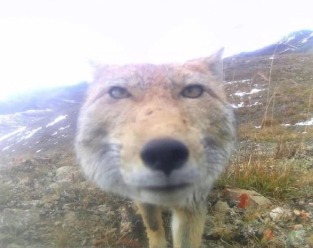 Фотографии из леса