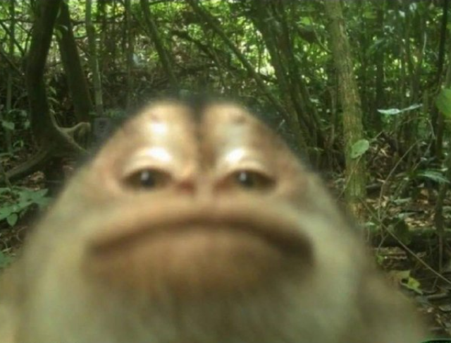 Фотографии из леса