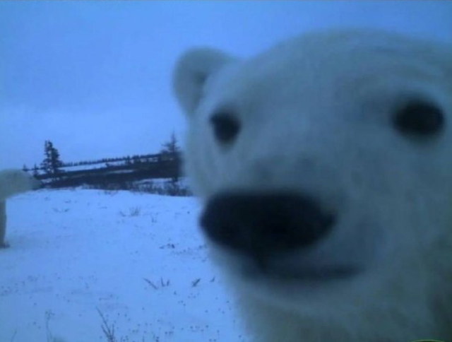 Фотографии из леса