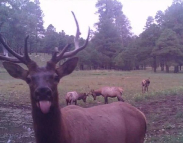 Фотографии из леса