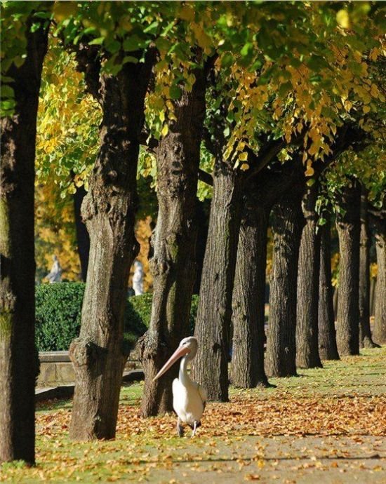 Подборка картинок. Вечерний выпуск - 09.02.2026